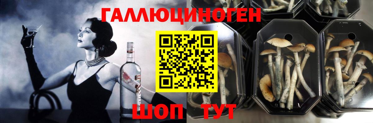 Галлюциногенные грибы Cubensis Гусиноозёрск